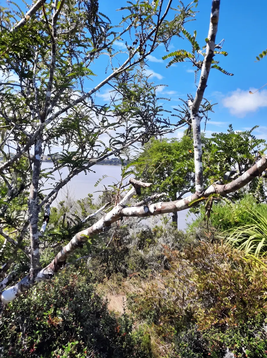 Arrayanes de corteza blanca