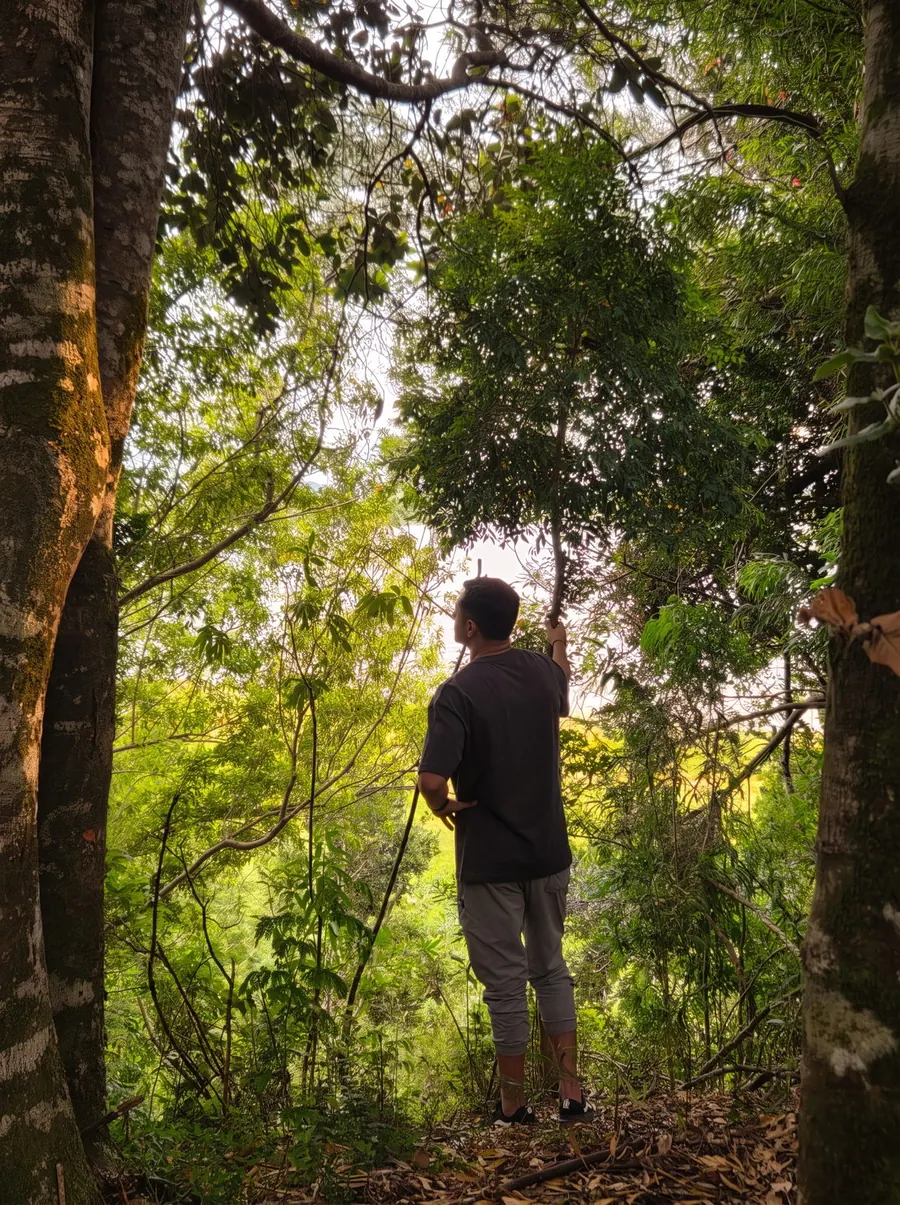 Interior del bosque nativo