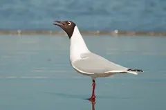 Gaviota cáhuil